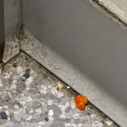 Red Lion Inn & Suites Post Falls - Dirty floors