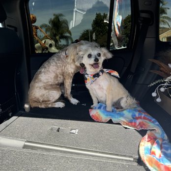 Cupid Doggie Spa - Happy pup's after grooming session - Pet Groomers Near Me - La Habra, California Cupid Doggie Spa - Happy pup's after grooming session - Pet Groomers Near Me - La Habra, California