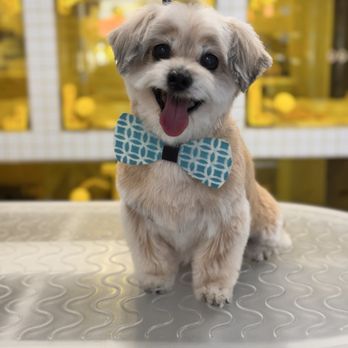 Pups La - Dog - Pet Groomers Near Me - Los Angeles, California Pups La - Dog - Pet Groomers Near Me - Los Angeles, California