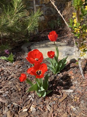 Wayfinder Bishop by null