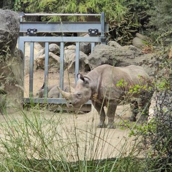 Oregon Zoo - Rhinoceros - Zoos Near Me - Portland, Oregon Oregon Zoo - Rhinoceros - Zoos Near Me - Portland, Oregon