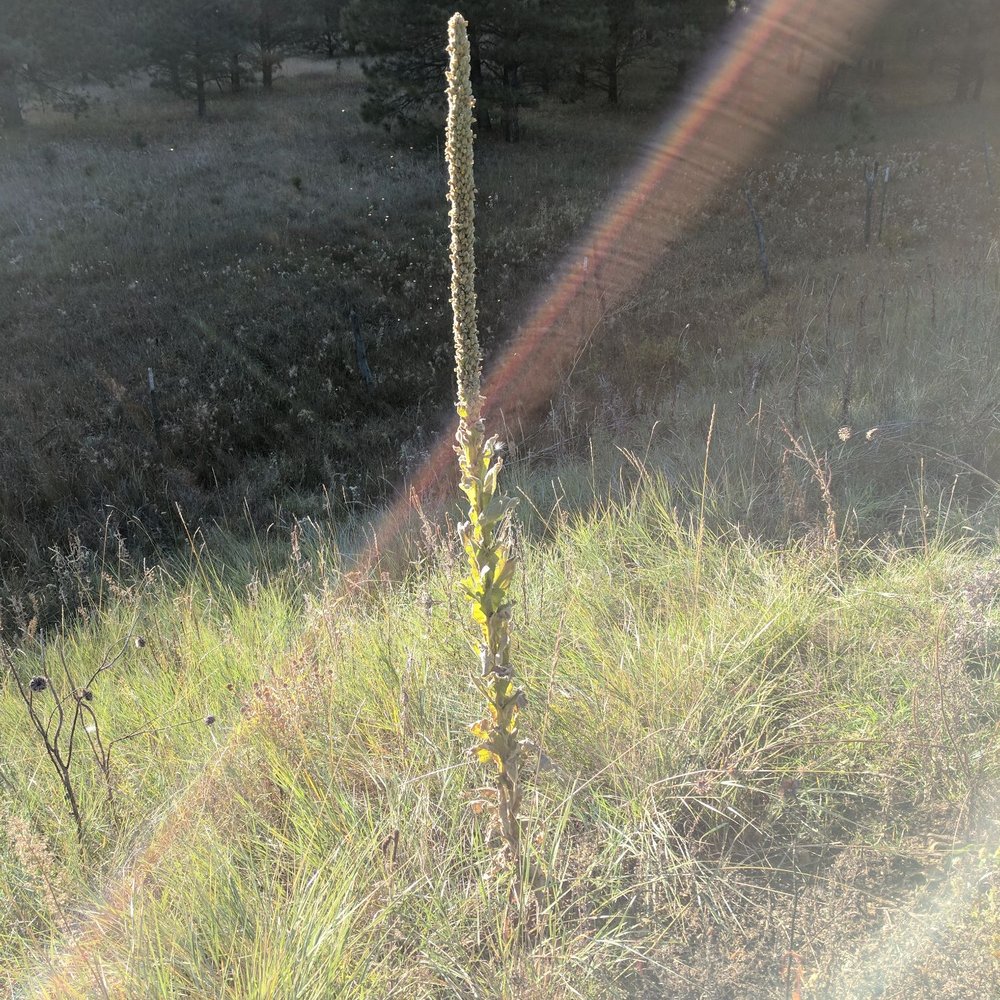 Morphy Lake State Park - Tall spindle plant at Morphy Lake State Park west of Ledoux, NM - Parks Near Me Morphy Lake State Park - Tall spindle plant at Morphy Lake State Park west of Ledoux, NM - Parks Near Me