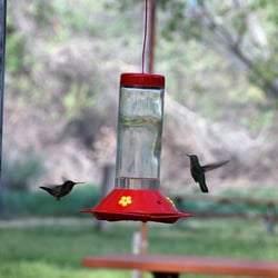 Kern River Preserve - Hummingbirds getting breakfast