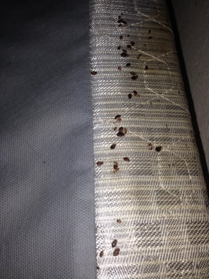 Bed Bug Eradication - These photos are from a home that was heavily infested with bed bugs. The owners tried to get rid of the bed bugs on their own for over a year with no success. We were able to effectively heat up the home to eradicate all bed bug activity in one treatment. Bed Bug Eradication - These photos are from a home that was heavily infested with bed bugs. The owners tried to get rid of the bed bugs on their own for over a year with no success. We were able to effectively heat up the home to eradicate all bed bug activity in one treatment.
