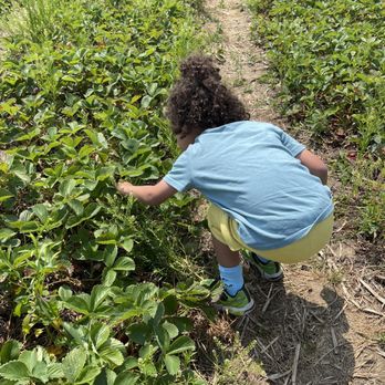 Lewin Farms - Pick Your Own Farms Near Me - Calverton, New York Lewin Farms - Pick Your Own Farms Near Me - Calverton, New York