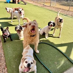 Fox Creek Animal Lodge - The gang is all here! Just a happy day here at Fox Creek