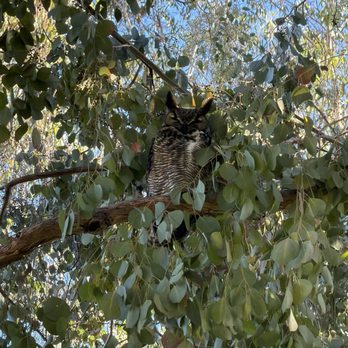 In the Wild with Rick - Great horned owl - Walking Tours Near Me