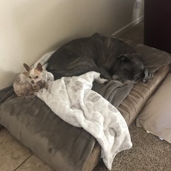 UC Davis Veterinary Teaching Hospital - Relaxing at Home with BFF - Veterinarians Near Me - Davis, California