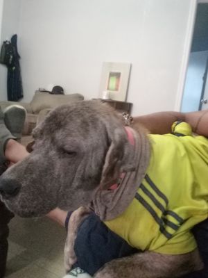 Charleston Animal Society by null