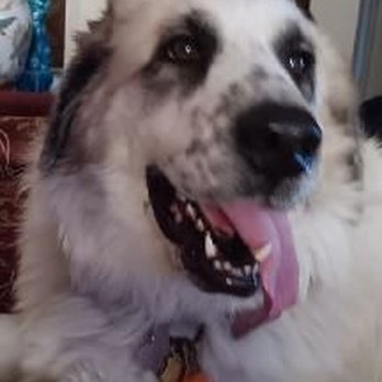 Comfy Home - My Sophia - Pet Boarding Near Me Comfy Home - My Sophia - Pet Boarding Near Me