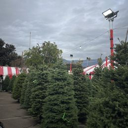 Xmas trees