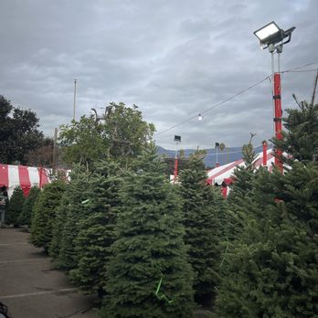 Pasadena Christmas Trees - Xmas trees - Christmas Trees Near Me - Pasadena, California