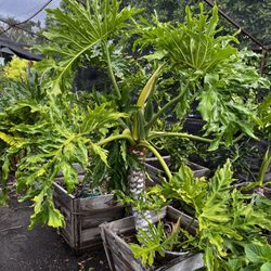 The Standard Design Group Nurseries - Split leaf philodendron