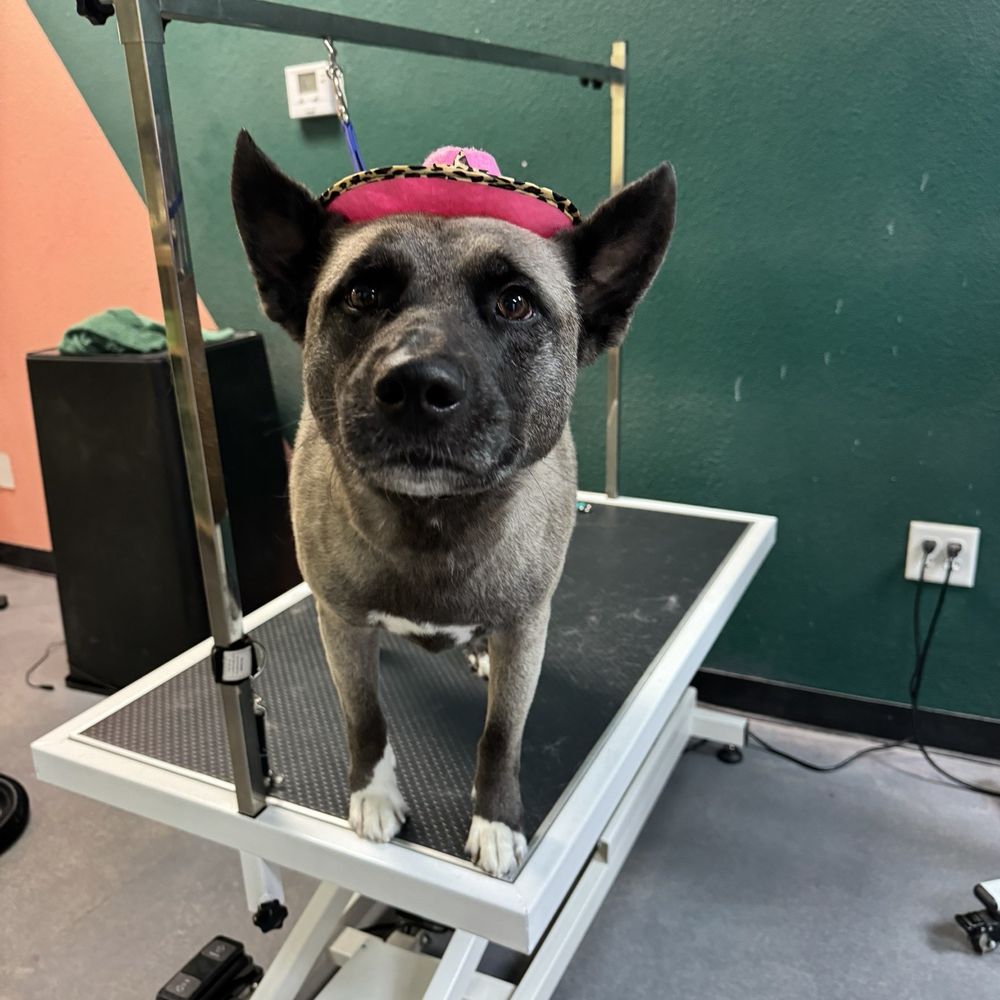 Well Groomed Pets - Pet Groomers Near Me - Las Vegas, Nevada Well Groomed Pets - Pet Groomers Near Me - Las Vegas, Nevada