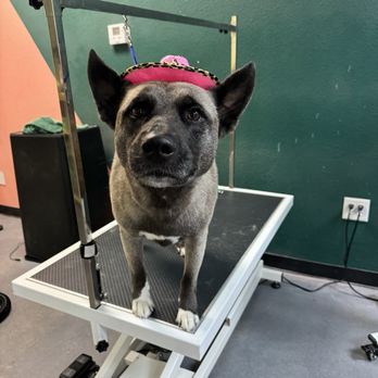 Well Groomed Pets - Pet Groomers Near Me - Las Vegas, Nevada