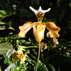 Botanischer Garten - Eine sehr schöne Orchidee !