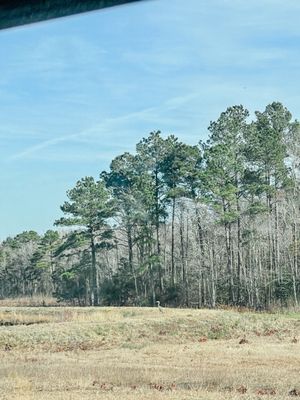 Alligator River National Wildlife Refuge by null
