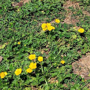 Wills Park - Yellow flowers - Parks Near Me - Avondale Estates, Georgia