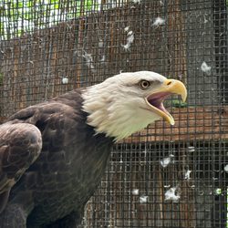 Bald eagle