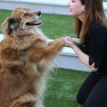 Squirrel! Dog Training - Pet Training Near Me