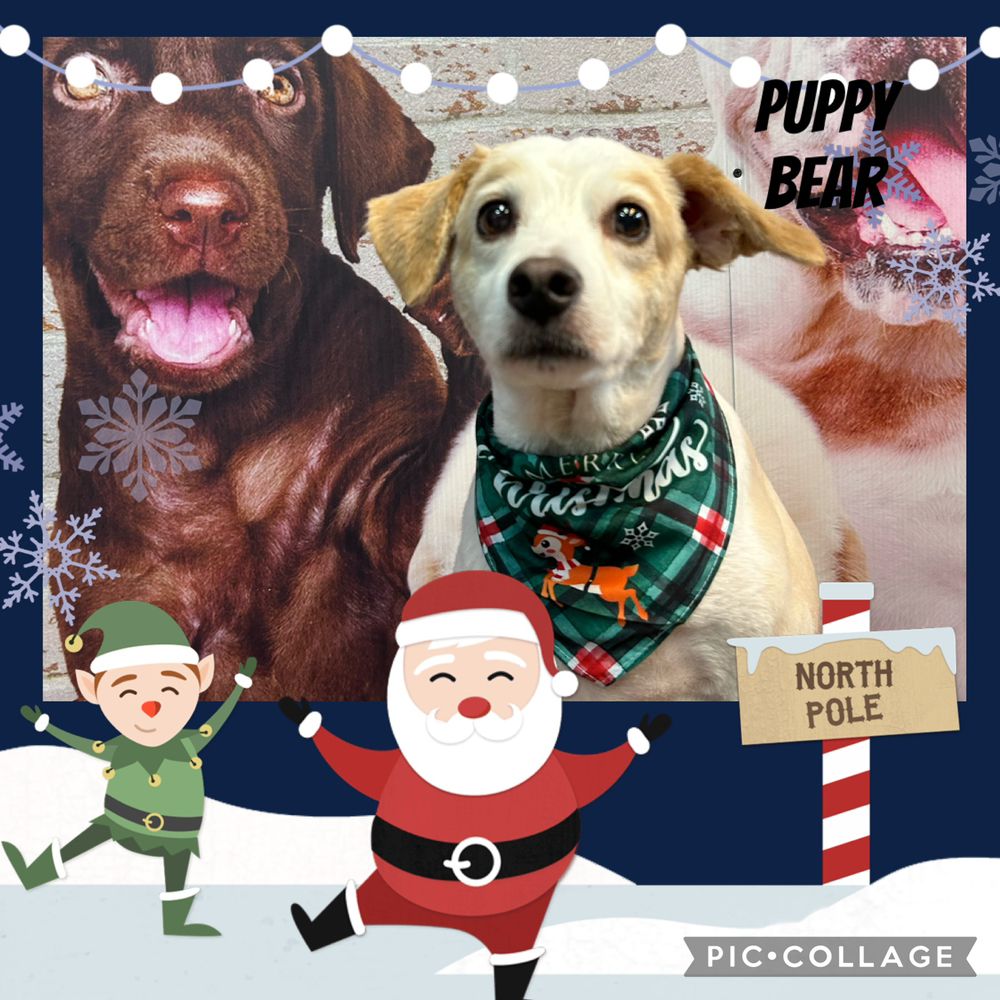 GLAMOUR DOGS Updated August 2024 25 Photos & 19 Reviews 2002 W