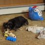 Photo of Happy Tails Market