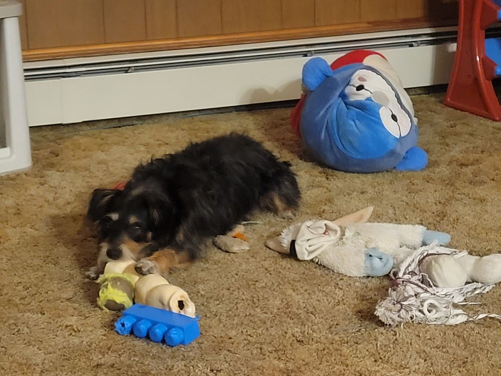 Happy Tails Market Image