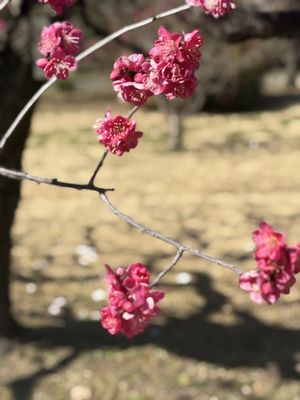 Hamarikyu Gardens by null