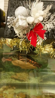 New York City College of Technology by null