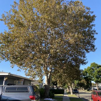 Walt's Tree Service - Before - Tree Services Near Me