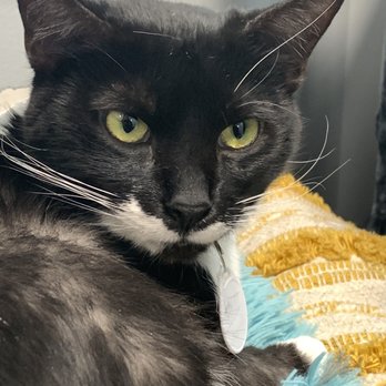 Purrfect Mugs Cat Cafe - Cafes Near Me - Plains, Pennsylvania Purrfect Mugs Cat Cafe - Cafes Near Me - Plains, Pennsylvania