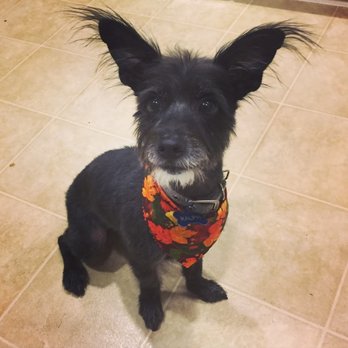All About Paws Pet Spa - Our pup after seeing Erin. She always gives him a cute little bandanna to match the season - Pet Groomers Near Me - Upland, California All About Paws Pet Spa - Our pup after seeing Erin. She always gives him a cute little bandanna to match the season - Pet Groomers Near Me - Upland, California