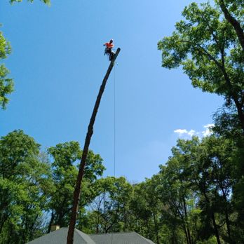 Tree Ninjas - Tree Services Near Me Tree Ninjas - Tree Services Near Me