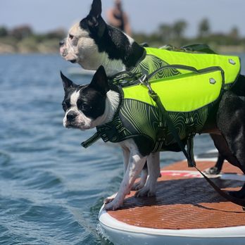 SUP Pups - Paddleboarding Near Me - San Diego, California