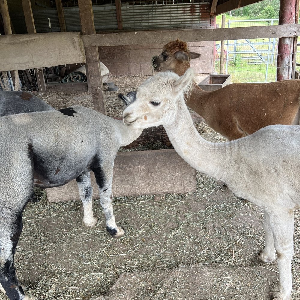 Aragon Alpacas - Pet Services Near Me - Eugene, Oregon