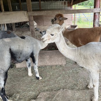 Aragon Alpacas - Several alpacas and a llama are inside a barn with wooden beams and a metal roof. One alpaca and a llama are touching noses, while another alpaca is in the background. The barn has hay on the ground and fencing visible outside. The animals are in a confined space with natural light coming in from outside. - Pet Services Near Me - Eugene, Oregon