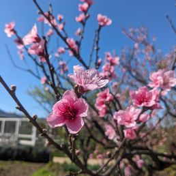 Beautiful garden area in the springtime. Beautiful garden area in the springtime.