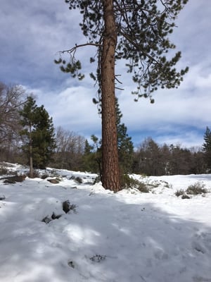 Rim Nordic XC Ski Area & Mountain Bike Park by null