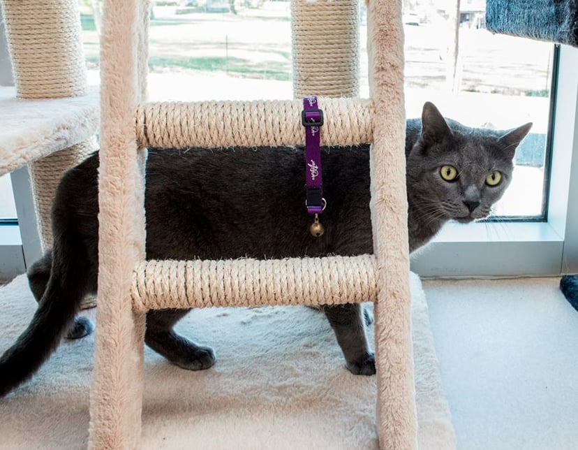 ARLINGTON HEIGHTS ANIMAL HOSPITAL Updated September 2024 14 Photos