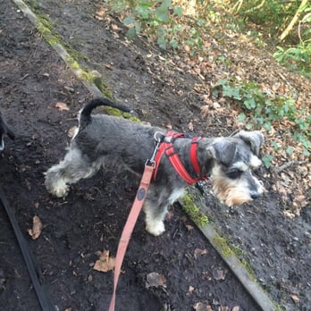 Care2Pets - Lolli looking super gorgeous! - Dog Walkers Near Me - Stockport, XGM
