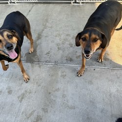 Advantage Pet Center - My girl (left) and her younger twin!