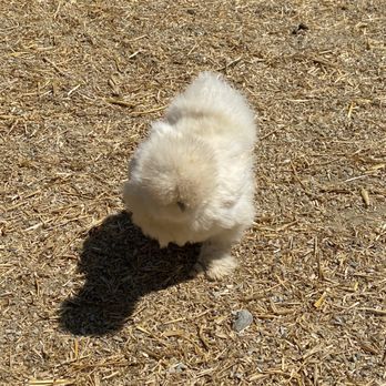 SoCalMiniPigs - Chicken - Pet Breeders Near Me - Valley Center, California