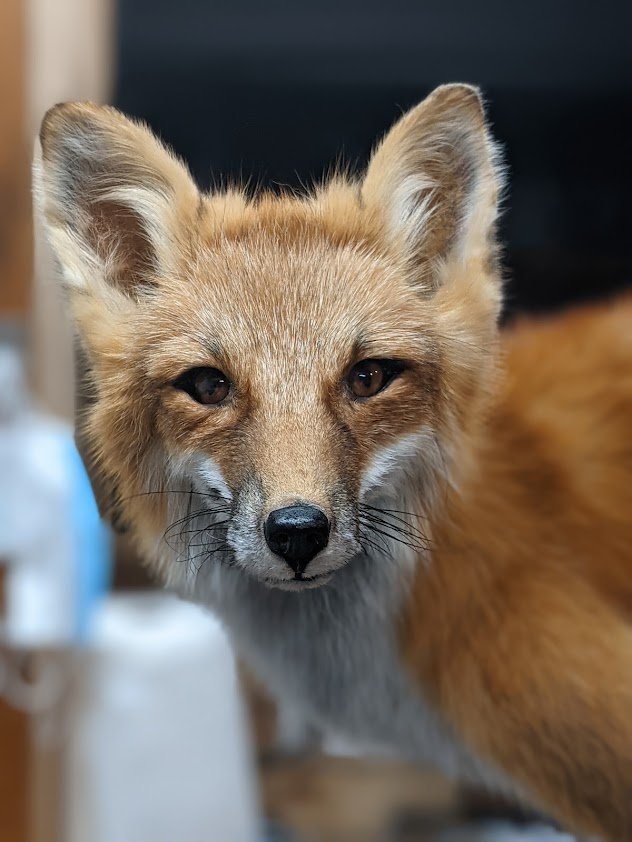 Third Coast Taxidermy Studio - taxidermy in Plymouth, MI