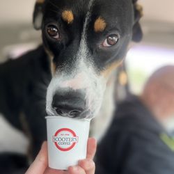 Scooter's Coffee - Nomi and her pup cup
