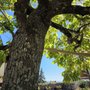 Au Clos Napoléon