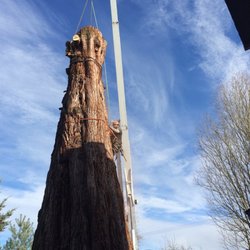 Siktum Tree Service - Removal of a Giant Sequoia tree in Port Angeles. This tree removal was required due to excessive canopy loss was storm related.
