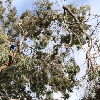 The Forestry Guys - Tree Services Near Me The Forestry Guys - Tree Services Near Me
