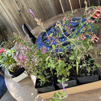 Morningsun Herb Farm - Can't wait to get this into the ground! - Nurseries & Gardening Near Me - Vacaville, California Morningsun Herb Farm - Can't wait to get this into the ground! - Nurseries & Gardening Near Me - Vacaville, California