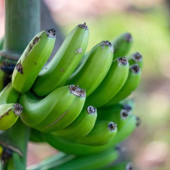Maui Bees - Maui Bees - Attraction Farms Near Me - Kula, Hawaii Maui Bees - Maui Bees - Attraction Farms Near Me - Kula, Hawaii