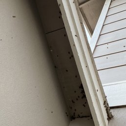 After. Some bees were still there, but they'll be safe.